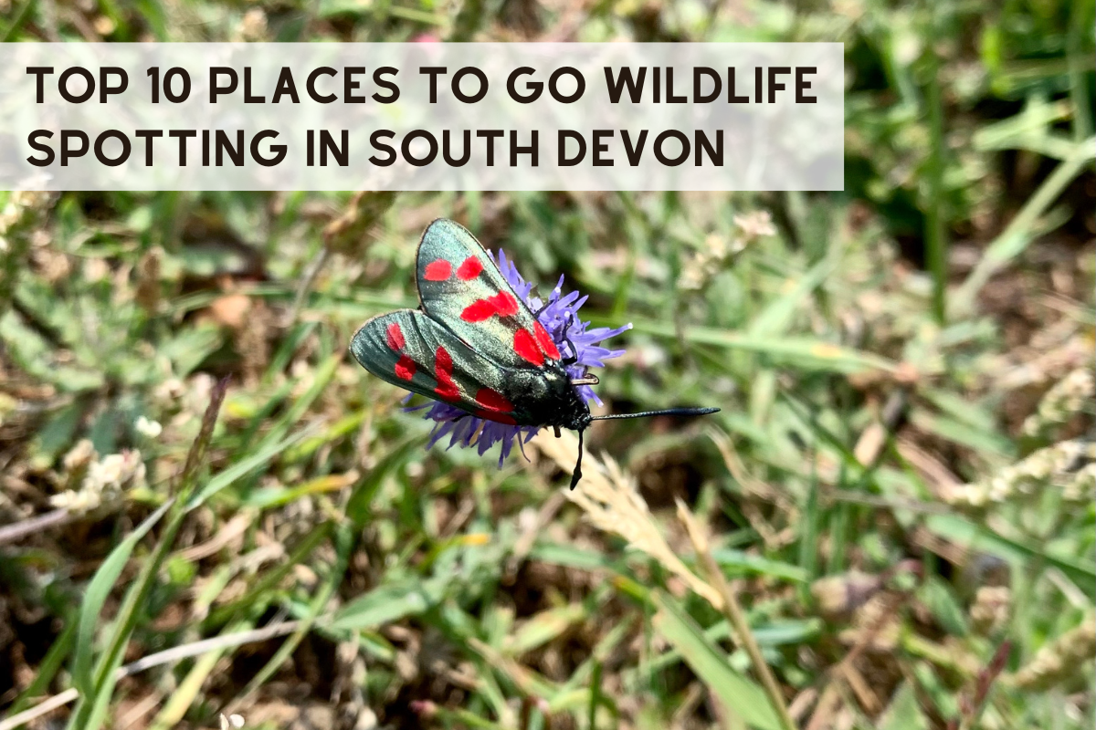 Top 10 Places to Go Wildlife Spotting in South Devon